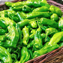 Load image into Gallery viewer, Shishito Pepper (Capsicum annuum)
