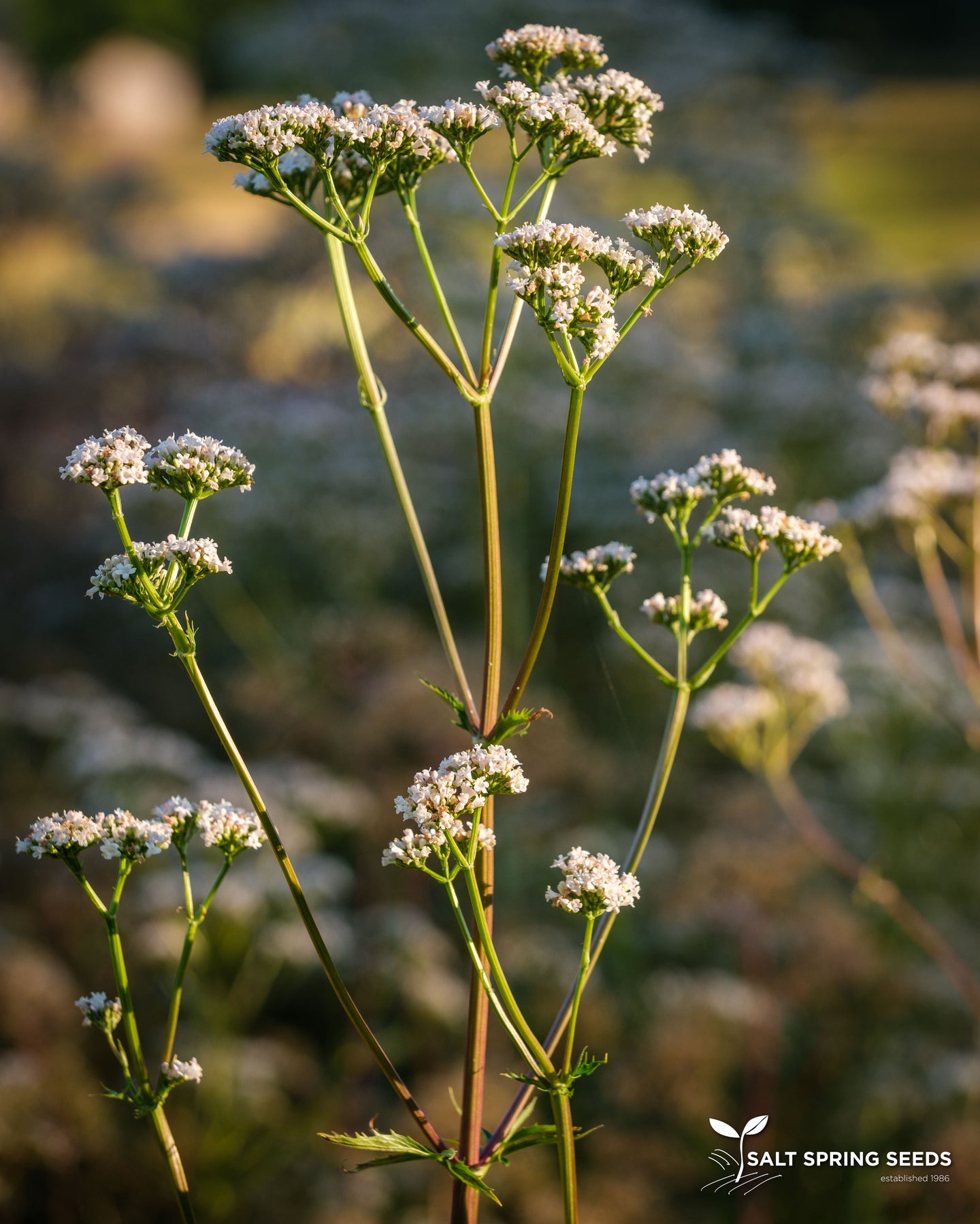 valerian plant seeds Valerian Seeds, Organic & Heirloom