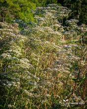 Load image into Gallery viewer, Valerian (Valeriana officinalis  Caprifoliaceae)
