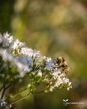 Load image into Gallery viewer, Valerian (Valeriana officinalis  Caprifoliaceae)
