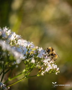 Valerian (Valeriana officinalis  Caprifoliaceae)