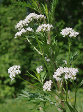 Load image into Gallery viewer, Valerian (Valeriana officinalis  Caprifoliaceae) Fresh Root Tincture
