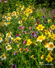 Load image into Gallery viewer, Velvet Trumpet Flower - Grandiflora Mix Seeds
