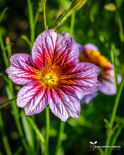 Load image into Gallery viewer, Velvet Trumpet Flower - Grandiflora Mix Seeds
