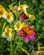 Load image into Gallery viewer, Velvet Trumpet Flower - Grandiflora Mix Seeds
