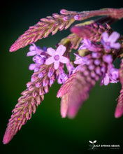 Load image into Gallery viewer, Blue Vervain
