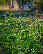 Load image into Gallery viewer, Blue Vervain
