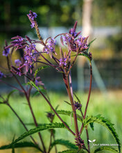Load image into Gallery viewer, Blue Vervain
