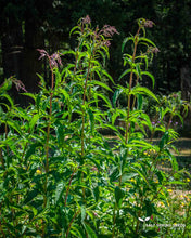 Load image into Gallery viewer, Blue Vervain Seeds
