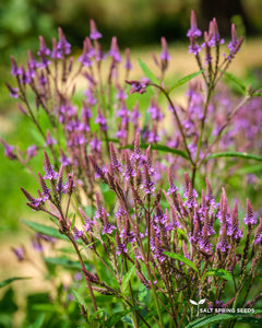 Blue Vervain