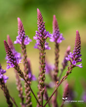 Load image into Gallery viewer, Blue Vervain

