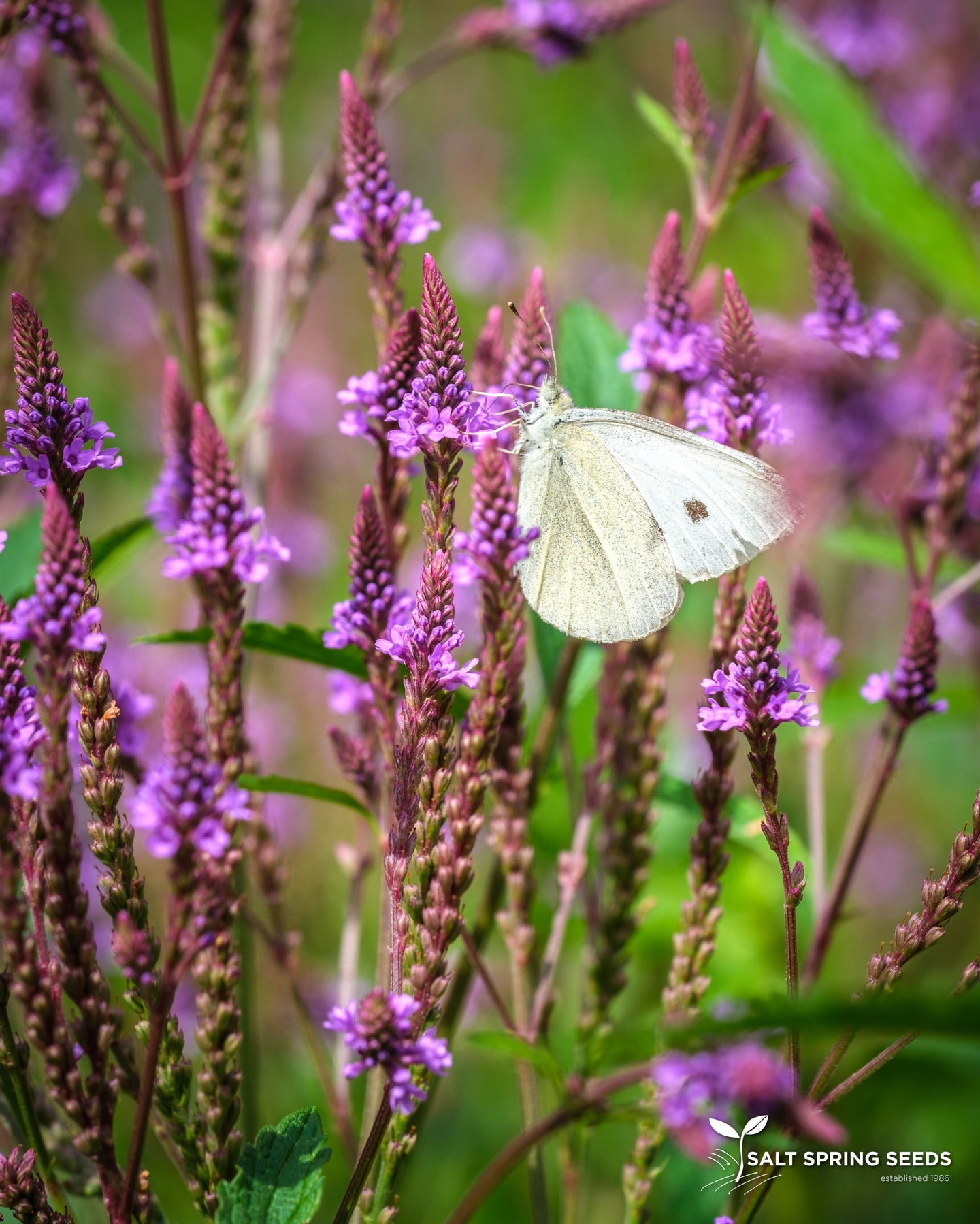 Blue Vervain