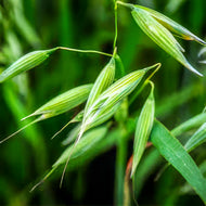 Vicar Hulless Oat Seeds