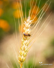Load image into Gallery viewer, Terminillo Winter Wheat Seeds
