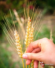 Load image into Gallery viewer, Terminillo Winter Wheat Seeds
