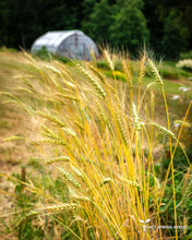 Load image into Gallery viewer, Terminillo Winter Wheat Seeds
