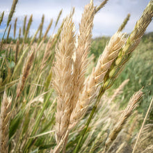 Load image into Gallery viewer, White Sonora Wheat Seeds
