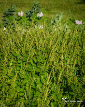 Load image into Gallery viewer, Wood Germander (Teucrium scorodonia)

