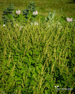 Wood Germander (Teucrium scorodonia)
