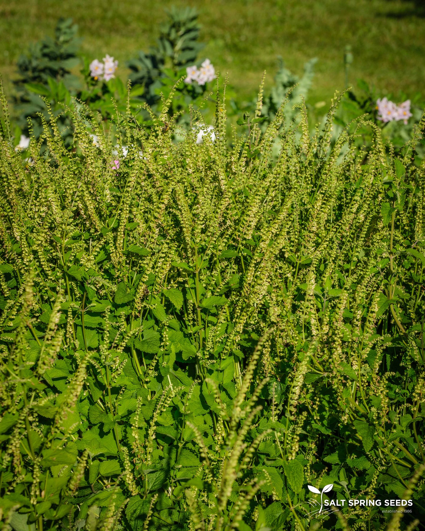 Wood Germander (Teucrium scorodonia)