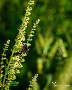 Wood Germander (Teucrium scorodonia)