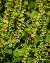 Load image into Gallery viewer, Wood Germander (Teucrium scorodonia)
