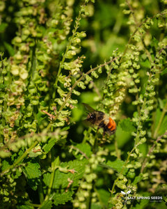 Wood Germander (Teucrium scorodonia)