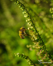 Load image into Gallery viewer, Wood Germander (Teucrium scorodonia)
