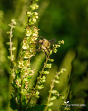 Load image into Gallery viewer, Wood Germander (Teucrium scorodonia)
