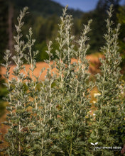 Load image into Gallery viewer, Wormwood (Artemisia absinthium)
