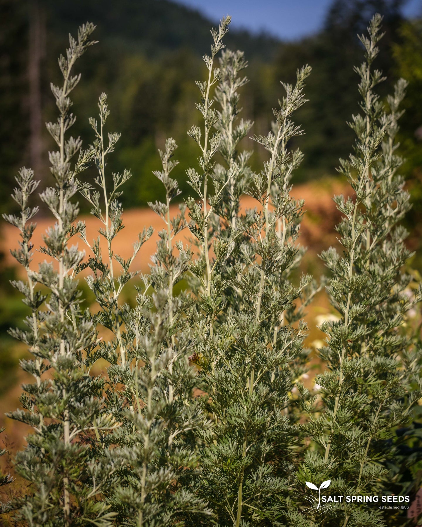 Wormwood (Artemisia absinthium)
