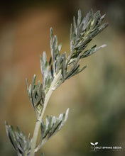 Load image into Gallery viewer, Wormwood (Artemisia absinthium)
