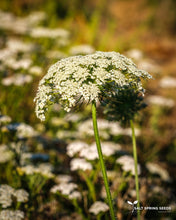Load image into Gallery viewer, Western Yarrow (Achillea millefolium)

