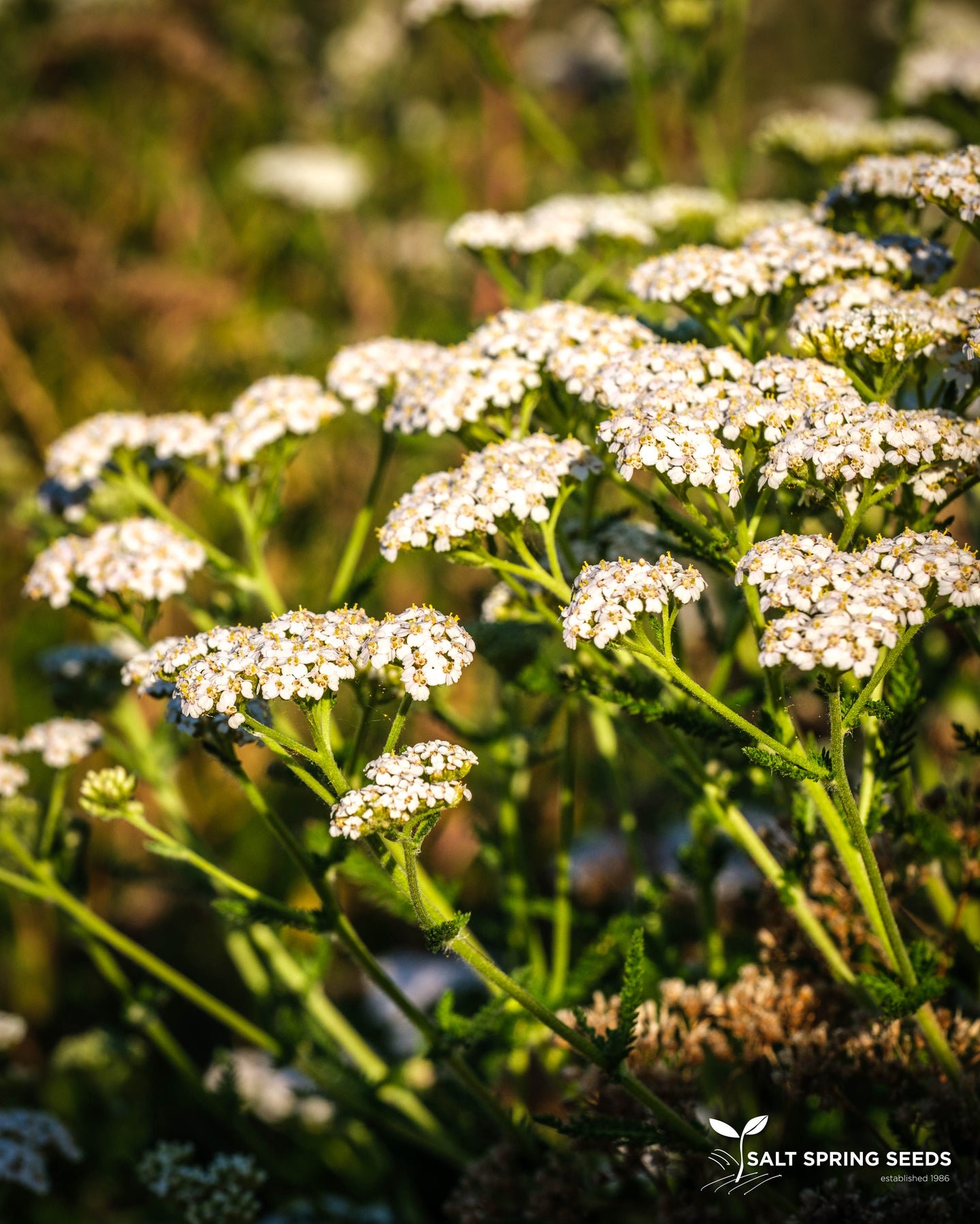 Western Yarrow (Achillea millefolium)