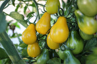 Yellow Pear Cherry Tomato Seeds