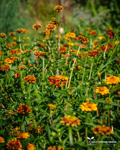 Zinnia Persian Carpet aka Mexicana (Zinnia haageana)