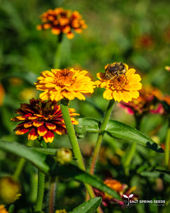 Zinnia Persian Carpet aka Mexicana (Zinnia haageana)