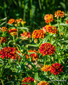 Zinnia Persian Carpet aka Mexicana (Zinnia haageana)