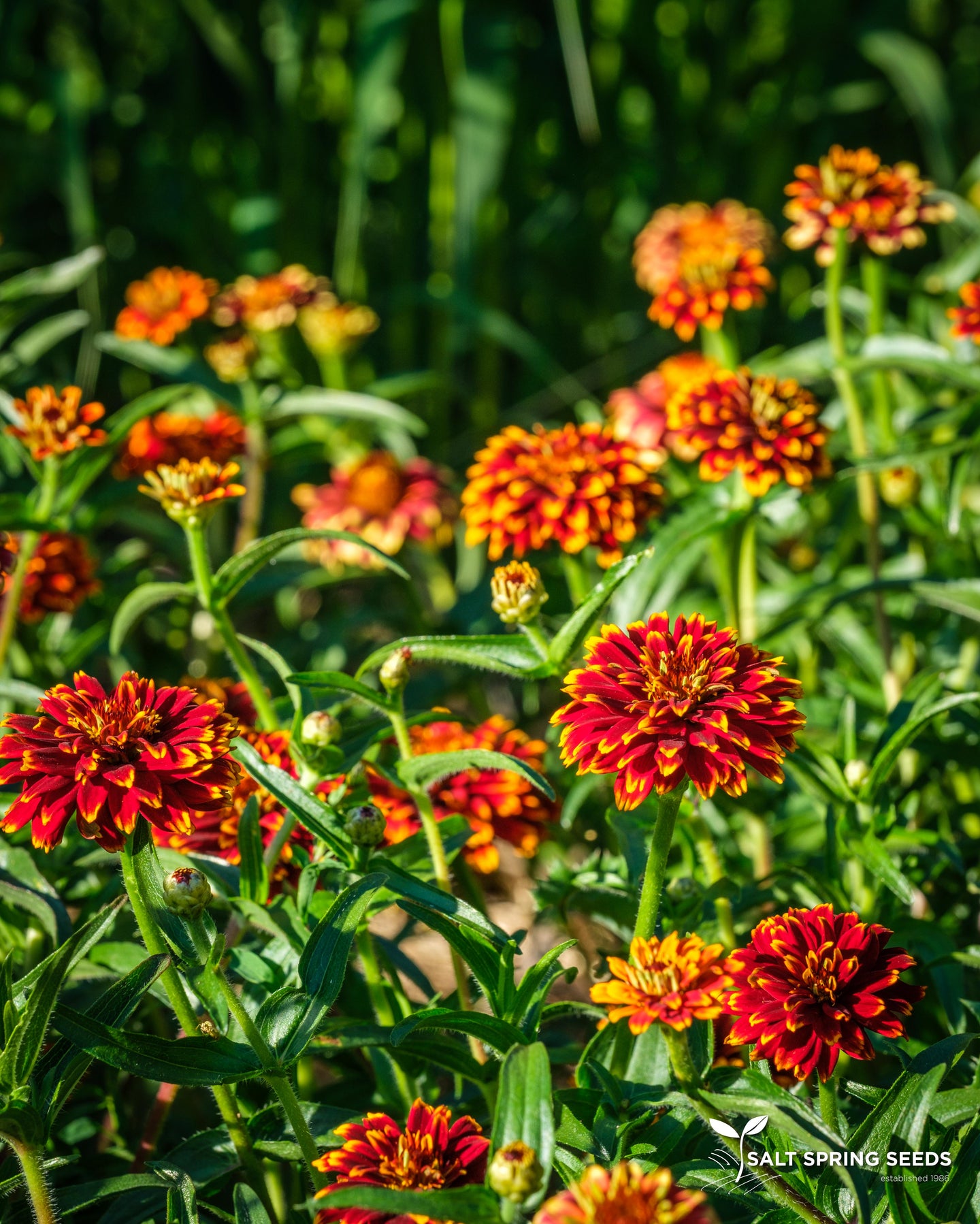 Southeast Seeds Persian Carpet / Mexican Zinnia Mix – Bi-Colored Blooms – Annual Flower Seeds (Free Shipping)
