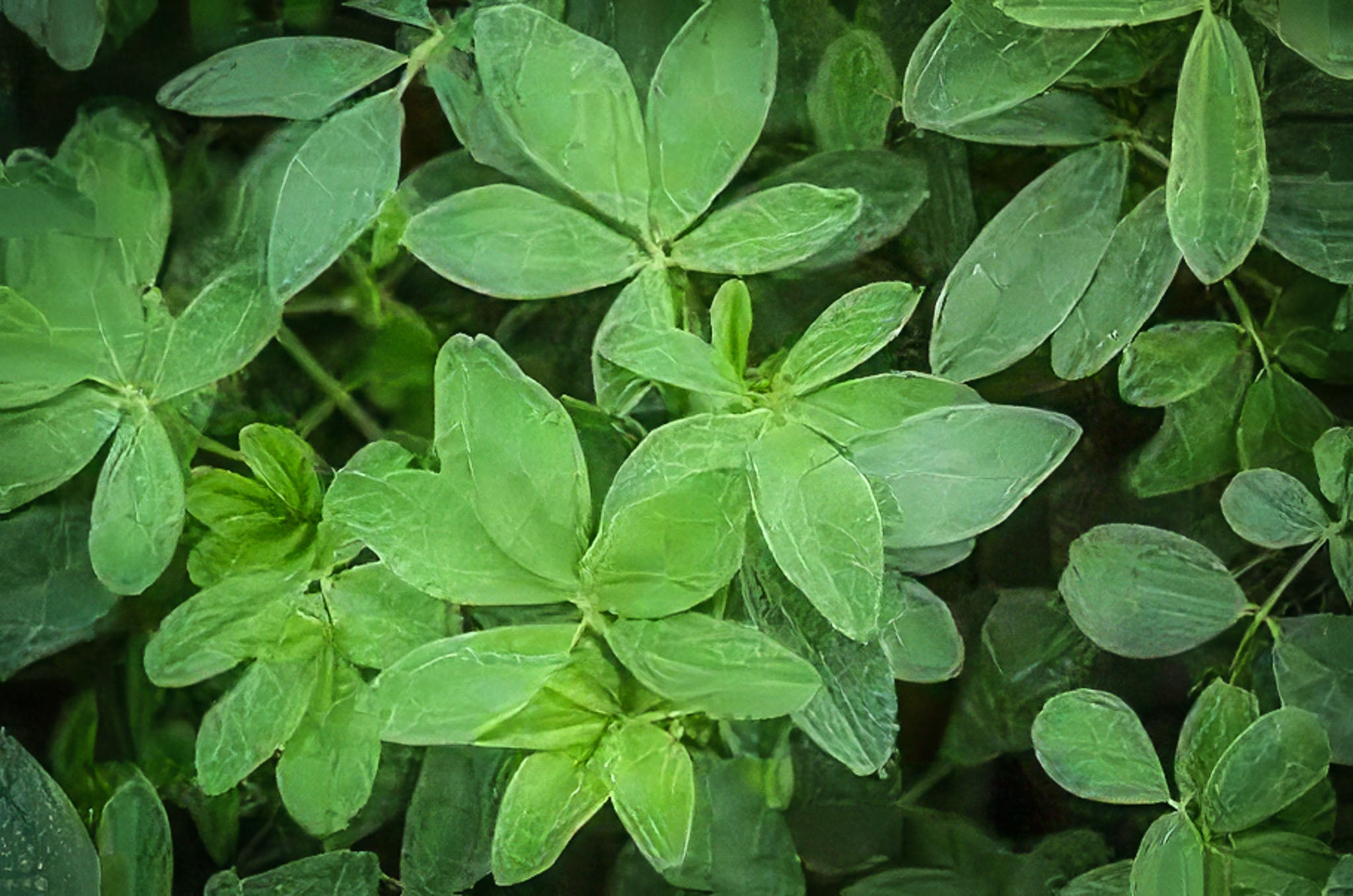 alfalfa Alfalfa Seeds - Organic & Heirloom | Canada
