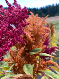 Amaranth Mix