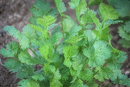 Slo-bolt Cilantro Seeds
