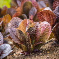 Cimmaron Romaine Lettuce Seeds