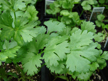 Load image into Gallery viewer, Tincture: Cilantro/Coriander (Coriandrum sativum) - 50ml
