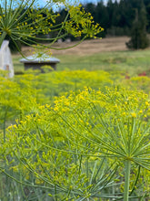 Load image into Gallery viewer, Dill (Anethum graveolens)
