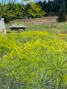 Dill (Anethum graveolens)