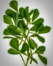 Load image into Gallery viewer, Fenugreek Seeds
