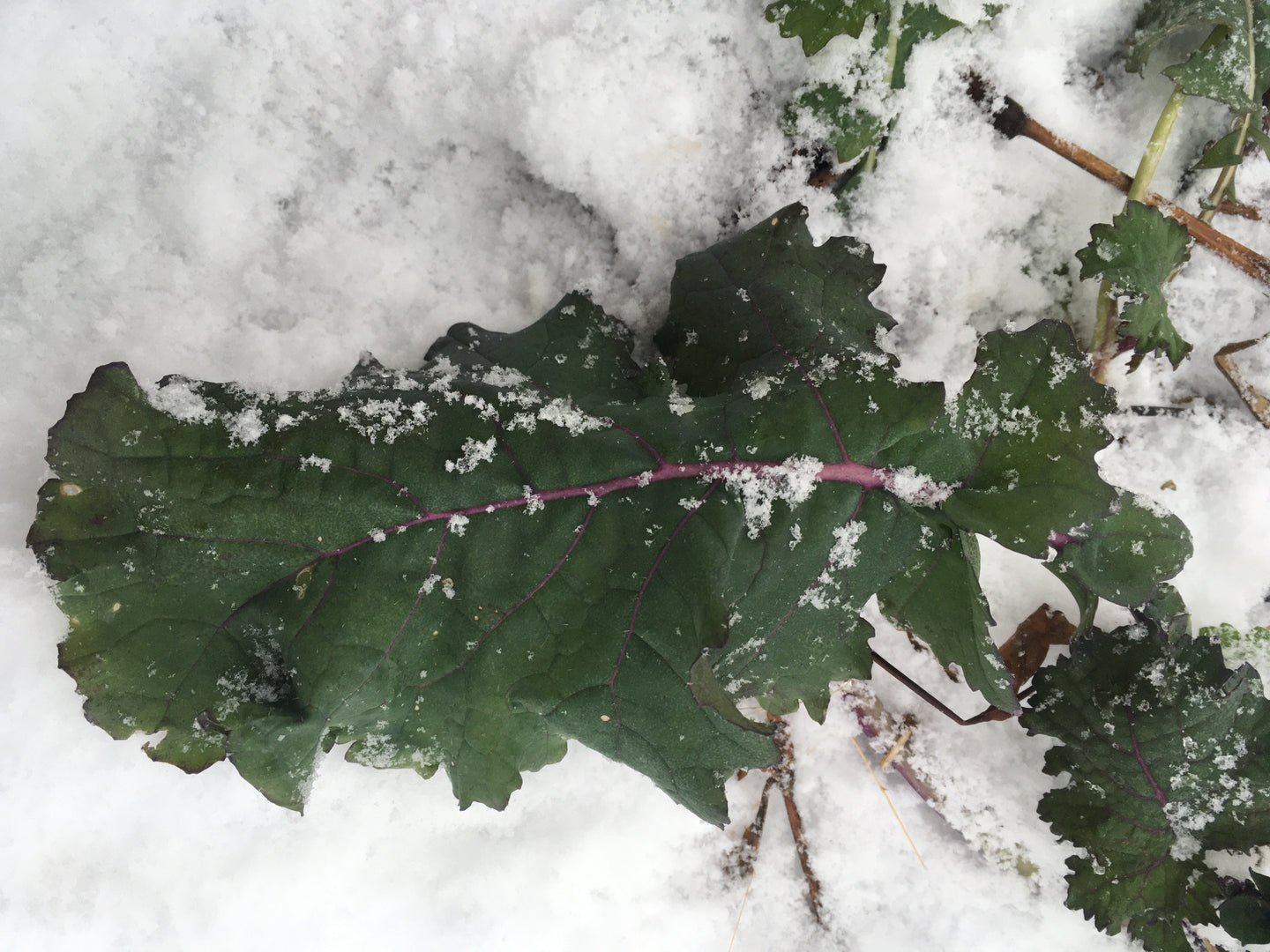Cabbage - Groninger's Blue Leaf