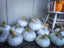 Load image into Gallery viewer, A Community Seed Kit 2026
