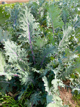 Load image into Gallery viewer, Kale-5 Kale Mix  Bulk
